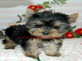 teacup yorkie